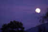 alliedgardensmoon.jpg (80631 bytes)